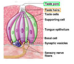 basal cells
