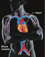 Cardiovascular System (Heart and blood vessels)