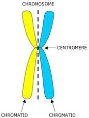 chromatids