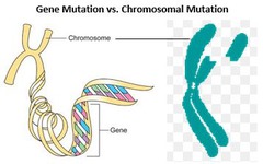 chromosomal mutation