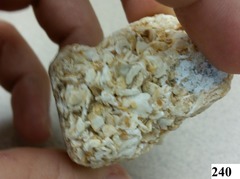 coquina clastic carbonate