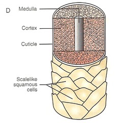 cuticle (hair)