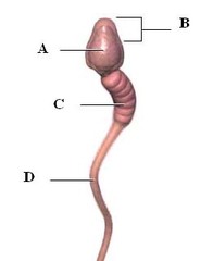 DNA (Located within the head)