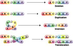 duplication chromosomal mutation