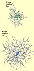 •Magnocellular ganglion cells (M-type)