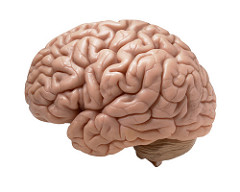 El Cerebro (m)