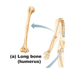 elongated & slender, located in the arms and legs