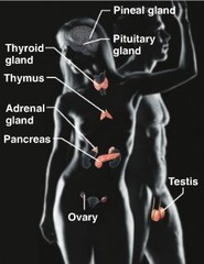 Endocrine system (Pineal gland, pituitary gland, thyroid gland, thymus gland, adrenal glands, pancreas, testis, ovary)