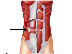 External and internal obliques