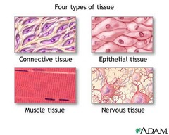 Four Primary tissue types