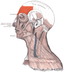 Frontalis (Frontal Belly)