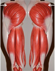 Gluteus Medius