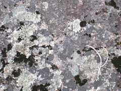 Granite: Phaneritic; Felsic; Potassium Feldspar and quartz