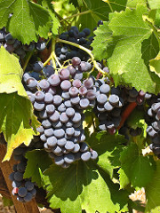 Grapes