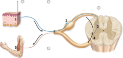 interneuron