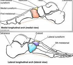 longitudinal arch of the foot