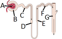 Loop of Henle (D = Descending limb) (E = Ascending limb)