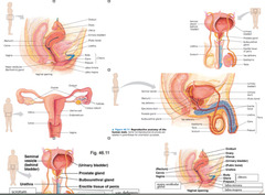 Los Órganos Reproductivos (m)