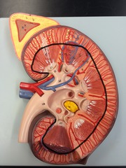 Medulla of the Kidney