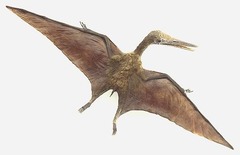 Mesozoic flying reptiles with large, batlike wings