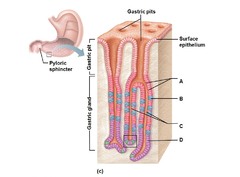Mucous membranes