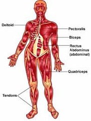 Muscular System (Skeletal muscle)