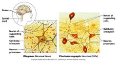 Nervous System (Brain, sensory receptors, spinal cord, nerves)