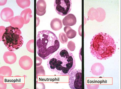 neutrophils, eosinophils, & basophils