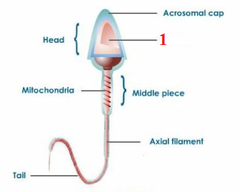 nucleus (Inside the head)