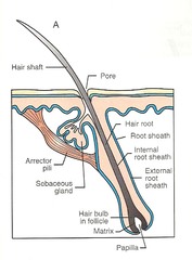 Parts of a hair