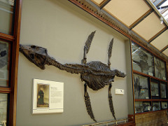 Pleisiosaurs