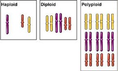 polyploidy