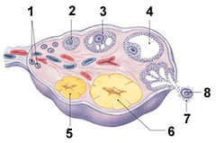 primary follicles