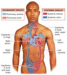 Pulmonary Circuit