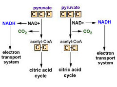 Pyruvate Oxidation