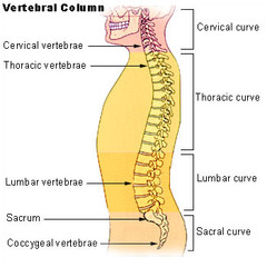 sacral curve