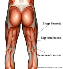 Semimembranosus Semitendinosus  Biceps femoris