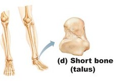 Small & boxy bones