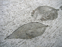 smooth or rough edges on fossilized leaves