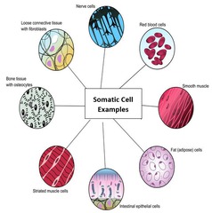 somatic cell