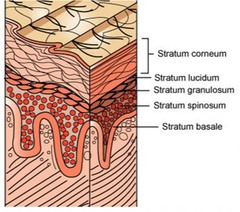 stratum lucidum