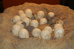 tooth marks in fossilized dinosaur egg shells