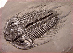 Trilobites and brachiopods