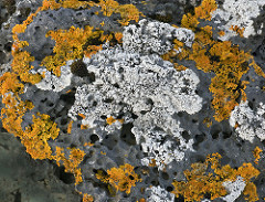 Vesicular Basalt: Vesicular; Mafic; Plagioclase feldspar, hornblende and Augite