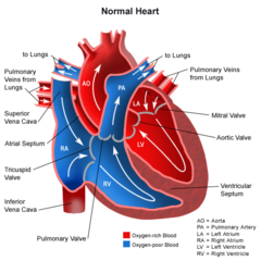 what is the path of blood-flow through the heart