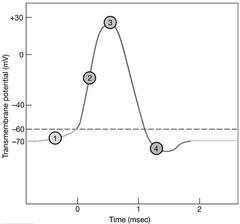 Which area of the graph shows when chemically gated sodium channels are open?