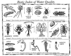 Biotic Index