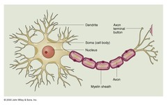 Parts of a neuron and functions