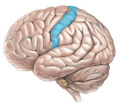 Somatosensory cortex