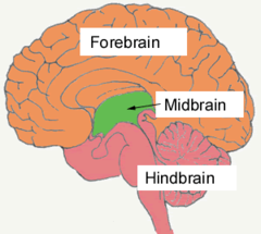 The divisions of the brain
